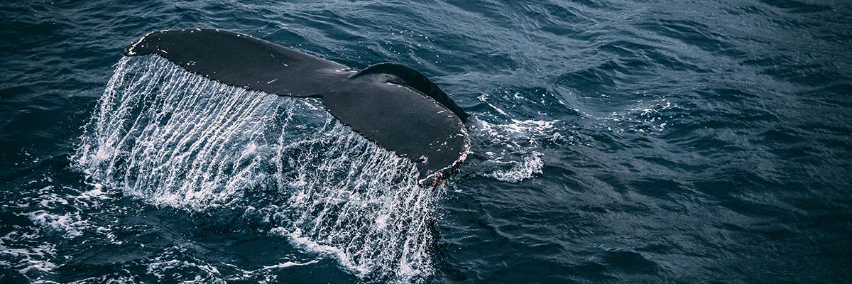 Whale tail emerging from the sea, the official Certolizumab Trace & Catch visual