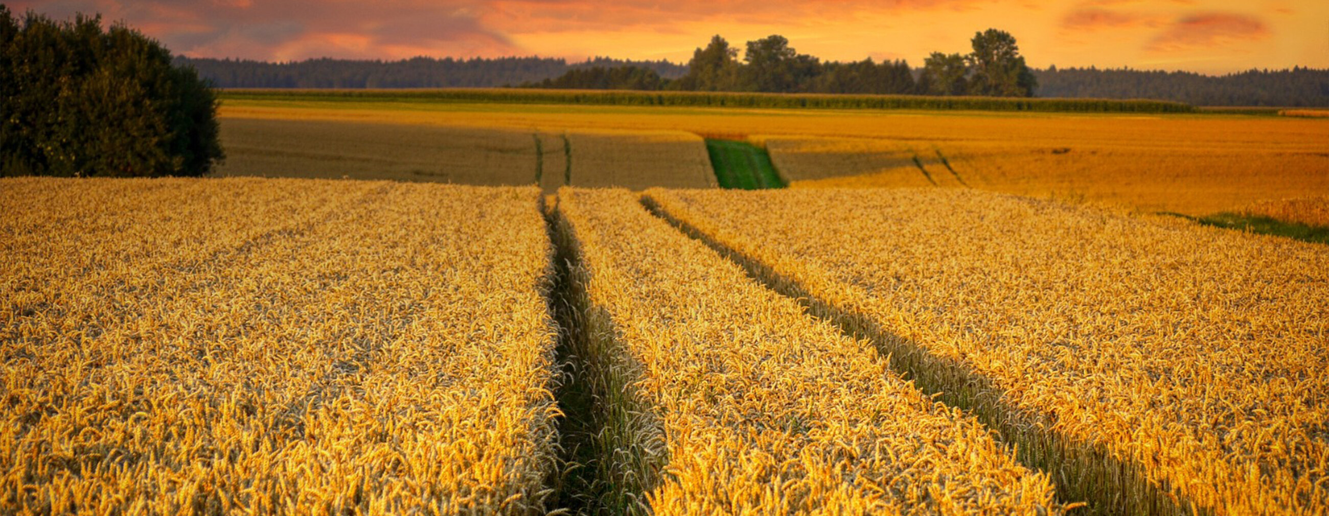 Parallel tracks crossing a wheat field, the official Atezolizumab Trace & Catch visual