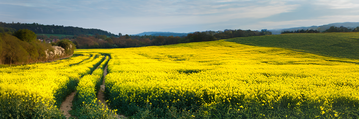 Yellow field tracks, the official Benralizumab Trace & Catch visual