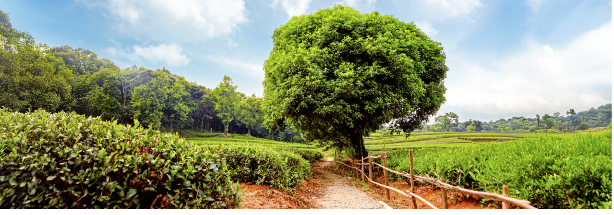 Green tea plantation landscape used on the official Dupilumab product page